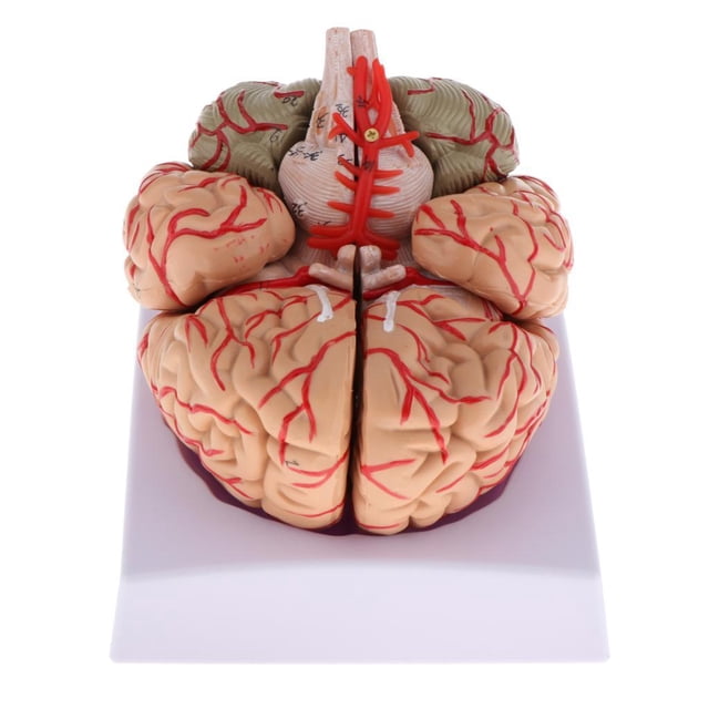Herramienta de Enseñanza de Estudio Modelo de cerebro desmontado Sunnimix Modelo de nervio cerebral humano