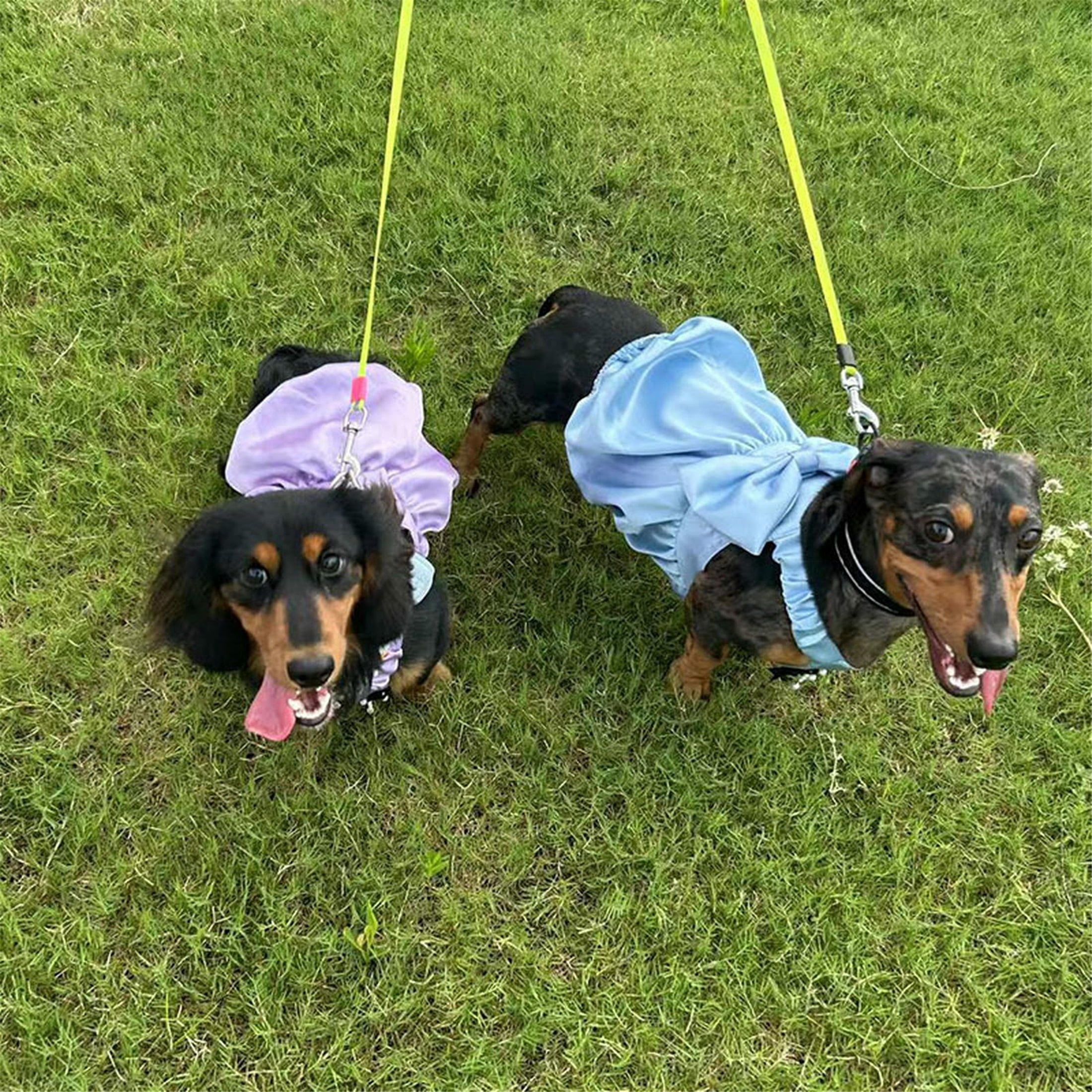 HQREA Dachshund Dog Dress Summer Girl Pretty Dog Wedding Party Skirt Outfits with Bow Valentine Clothes for Medium Large Dogs