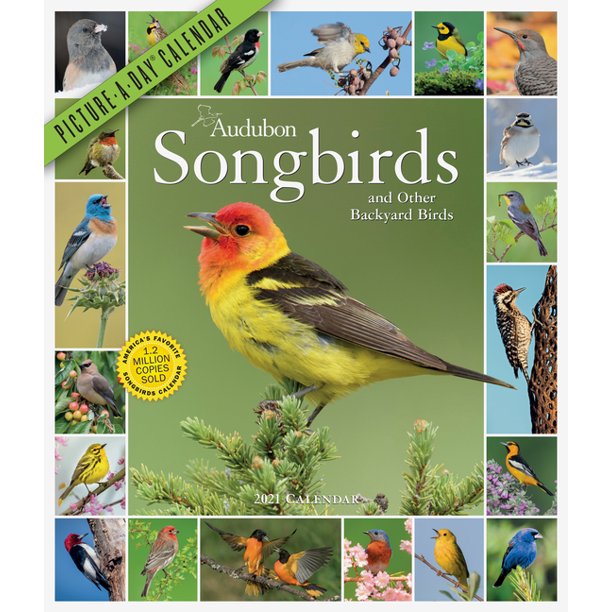 Audubon Songbirds And Other Backyard Birds Picture A Day Wall Calendar 