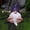 Purple, variant on Fnyoxu Garden Gnome Ornament - Charming and Whimsical for Outdoor Decor,Crafted with Durable Materials - Lively Addition to Flowerbeds or Patios,Perfect Gift for Garden Lovers