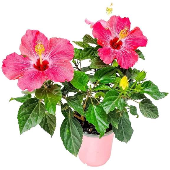 Tropical Plants of Florida 16" to 18" Painted Lady Pink Hibiscus Bush; Full Sunlight, Outdoor, Pet Friendly, 6" Planter
