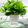 thumbnail image 4 of 2-Layer Round Self Watering Plant Pots with Cotton Rope, Flower Planter with Water Container, Flower Pots Indoor, 4 of 8