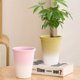 thumbnail image 3 of Macetas elegantes y minimalistas, ideales for plantar pequeñas plantas con flores., 3 of 6