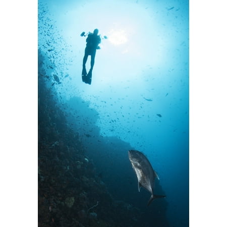 Diver and trevally in Komodo National Park Indonesia Poster Print by Brandi MuellerStocktrek (Best National Parks In Indonesia)