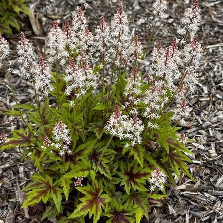 Tiarella x 'Sugar and Spice'–Foamflower–Attracts Pollinators 1 Gallon