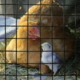 thumbnail image 5 of Black PVC Coated Welded Wire Mesh Garden Economy Fence 24 Inch x 50 Foot-1 Inch x 1 Inch 16GA, 5 of 5