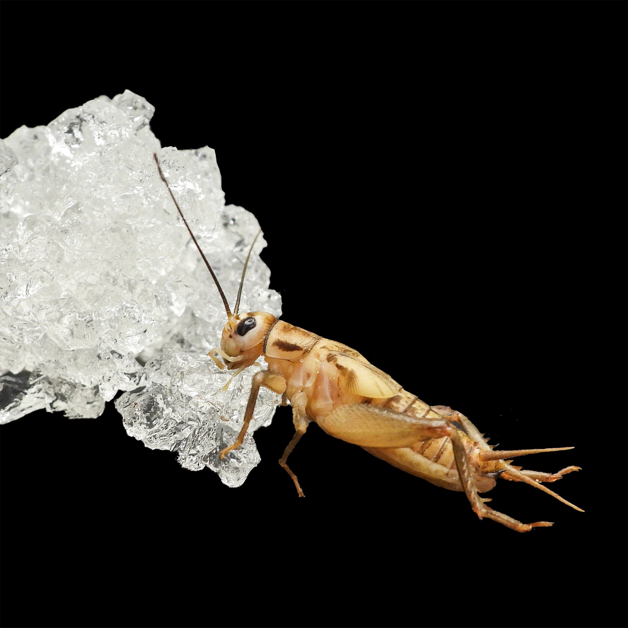 Mack's Natural Reptile Food 12 oz Cricket Water Pods