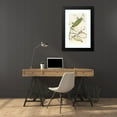 thumbnail image 4 of James Duncan 16x24 Black Modern Framed Museum Art Print Titled - Caterpillar of Saturnia Cynthia, Saturn Mylitta (1833), 4 of 5