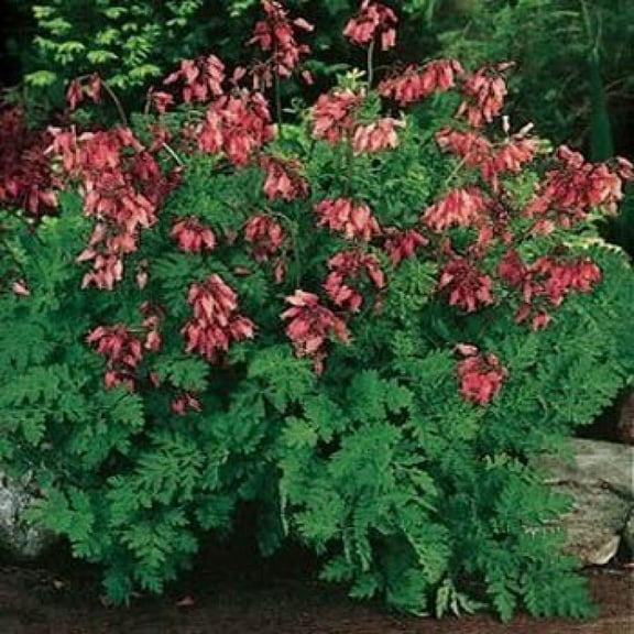 Outsidepride Dicentra Eximia - 200 Seeds