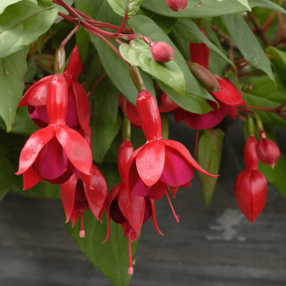 Fuchsia Marinka Plant Live in 4-6 Inc Tall, Hanging Basket Flower, Hardy Red Fuchsia Vine for Shade Gardens, USDA Zones 8-11