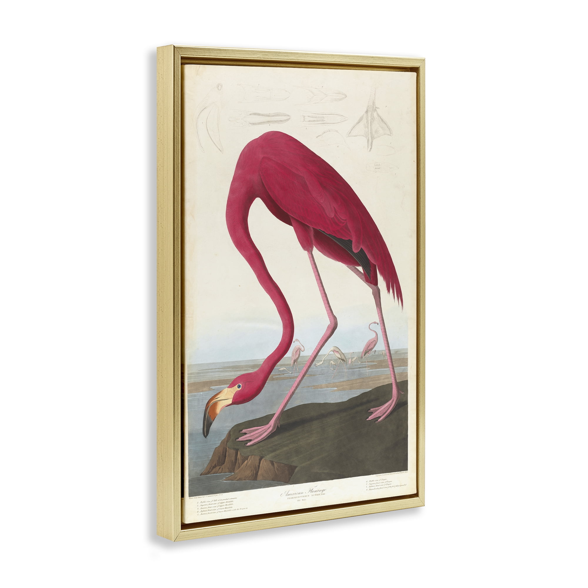 Stupell Industries Classic American Flamingo Animals Painting Gold Floater Framed Canvas Art Print Wall Art, 17 x 25
