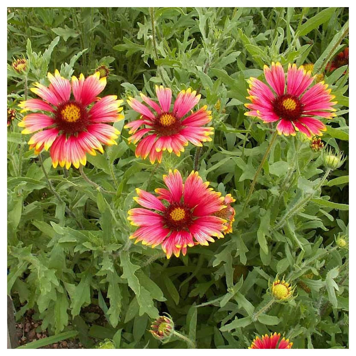 Everwilde Farms - 1 lb Indian Blanket Native Wildflower Seeds - Gold Vault Bulk Seed Packet
