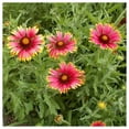 thumbnail image 2 of Everwilde Farms - 1 lb Indian Blanket Native Wildflower Seeds - Gold Vault Bulk Seed Packet, 2 of 4
