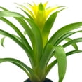 thumbnail image 4 of BubbleBlooms Yellow Bromeliad, Nidularium billbergioides, 4 inch Pot, 4 of 9
