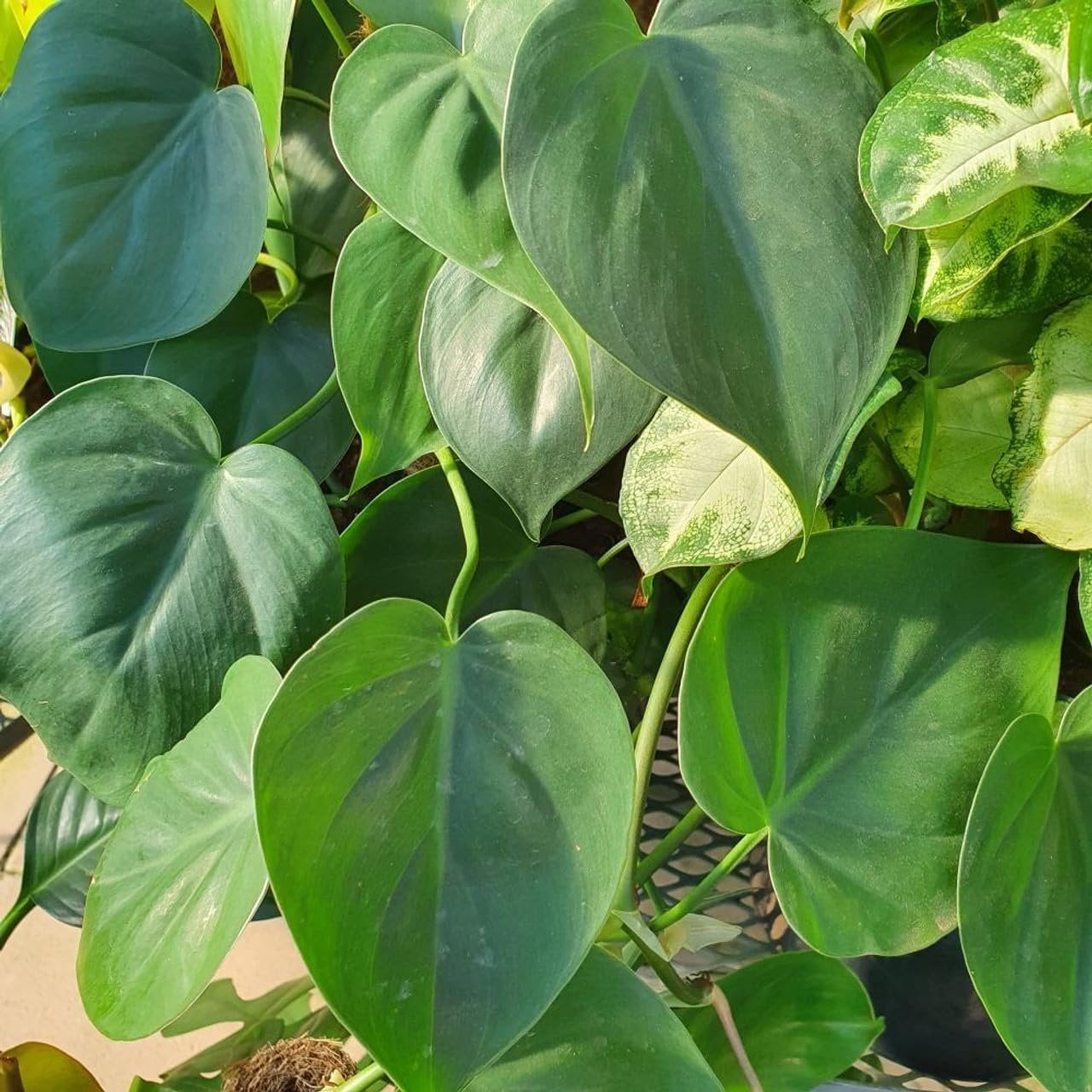 Philodendron Variety Pack - 3 Live Plants in 4 Inch Pots - Philodendron Erubescens - Grower's Choice of Extremely Rare and Beautiful Indoor Houseplants