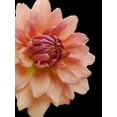 thumbnail image 2 of Foschino, Suzanne 15x18 Gold Ornate Wood Framed with Double Matting Museum Art Print Titled - Peach Dahlia 25, 2 of 4
