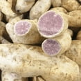 thumbnail image 3 of Pack 10 Okinawa Purple Sweet Potato Slips, 3-5 Inch, Well Rooted for Outdoor Planting, 3 of 5