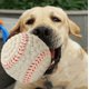 thumbnail image 4 of Pelota para perro, juguetes para masticar, chirrido, adiestramiento al aire libre, adecuado para perros medianos y grandes, tenis (grande) oso de fresa  Electrónica, 4 of 4