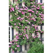 Seedville 5 Pink Climbing Rose Flower Seeds, Fragrant Butterfly Attracting Blooms