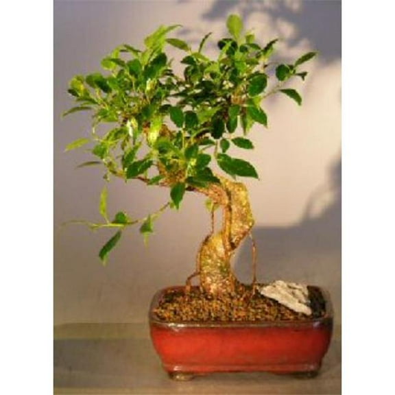 Bonsai Boy of   York b2088 Ficus Retusa Bonsai Tree Complete Starter Kit