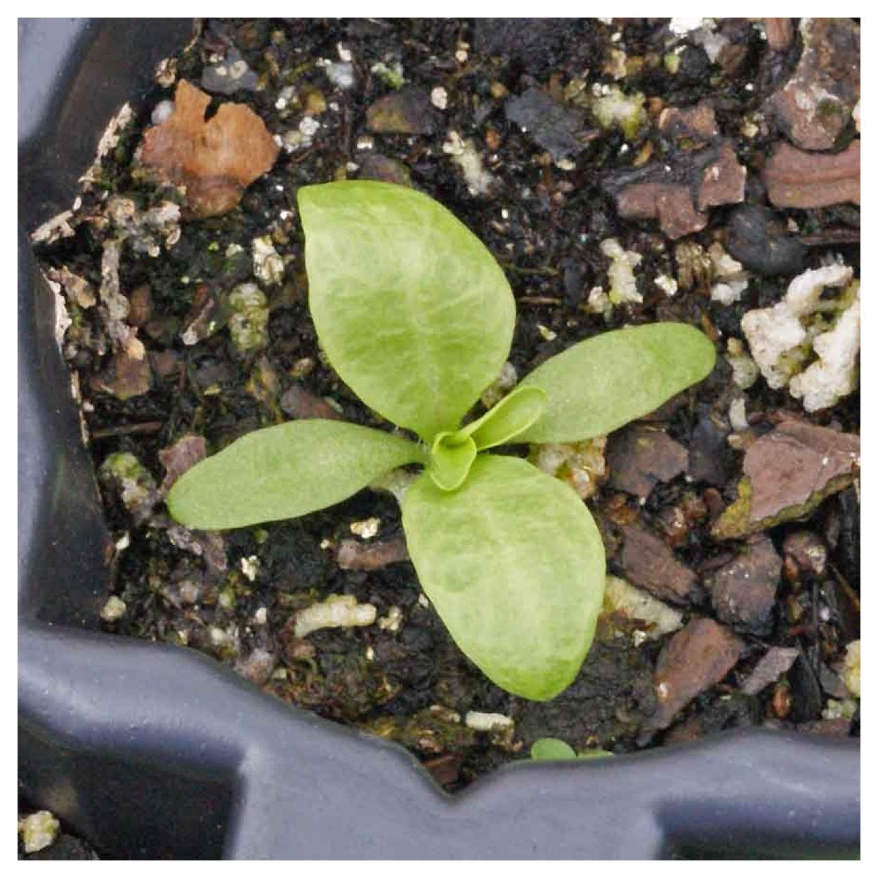 Everwilde Farms - 1/4 lb Maltese Cross Garden Flower Seeds - Gold Vault Bulk Seed Packet