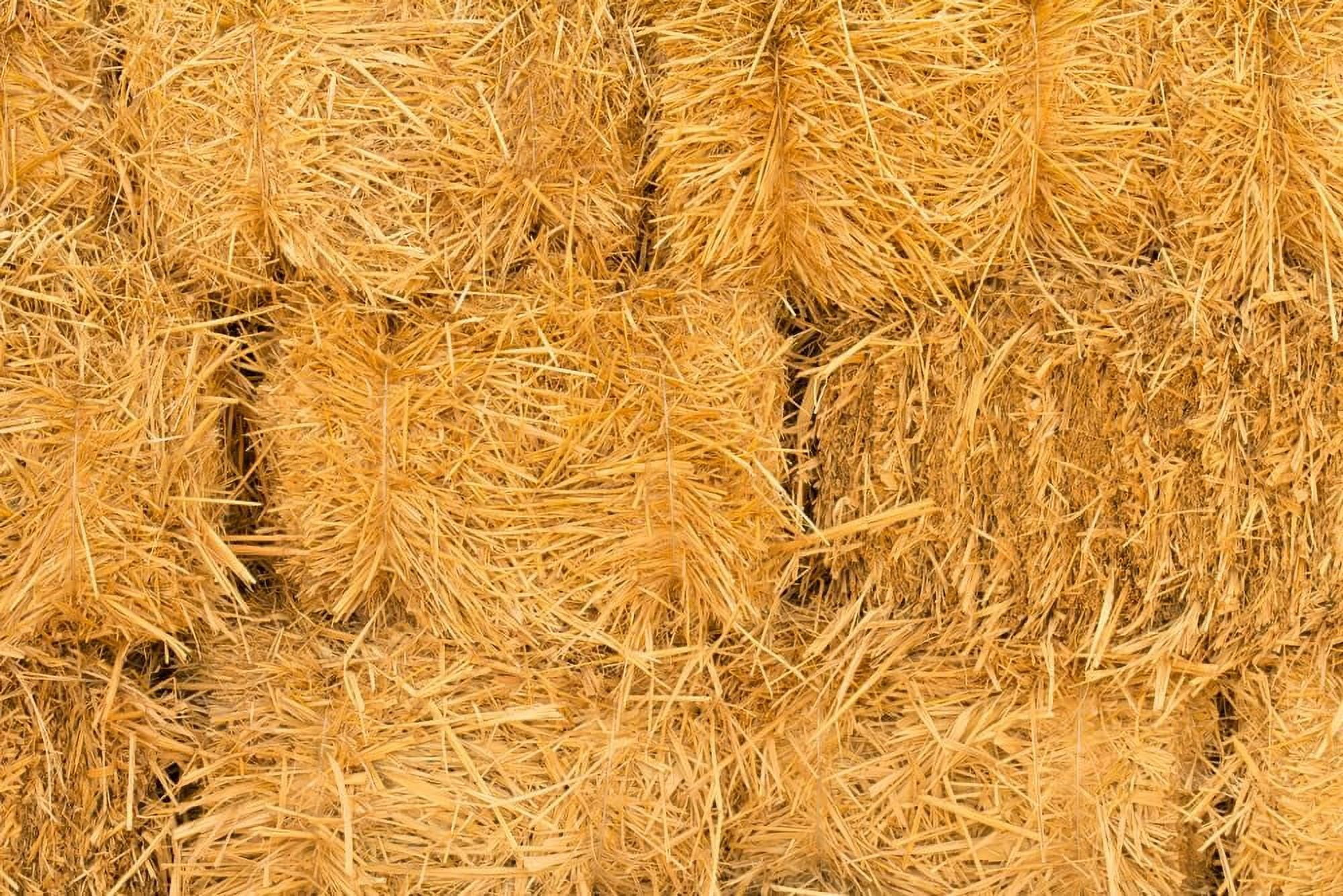 Outdoor Dog or Cat Bedding - Clean, Dry and Soft Decorative Straw for Stray Cats Dogs Yard Farm Pets Garden Mulch Grass Cover (5 Pounds)
