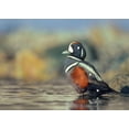 thumbnail image 2 of Fitzharris, Tim 14x11 White Modern Wood Framed Museum Art Print Titled - Harlequin Duck-White Rock Beach-British Columbia, 2 of 4