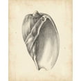 thumbnail image 2 of Harper, Ethan 26x32 White Modern Wood Framed Museum Art Print Titled - Antique Shell Study VI, 2 of 4