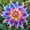 O, variant on 1000 Dahlia seeds-Low Maintenance,for Garden Ideal,for Beds Borders Plant Pots & Planters