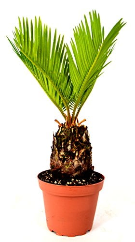 9GreenBox - Japanese Sago Palm - GREAT GIFT EASY TO GROW - 4' pot
