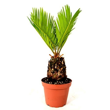 9GreenBox - Japanese Sago Palm - GREAT GIFT EASY TO GROW - 4