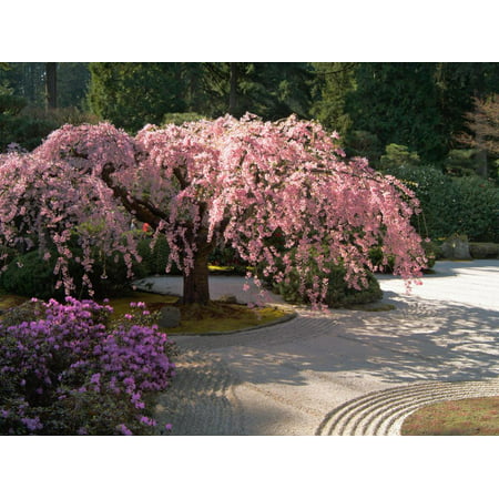 Cherry Tree Blossoms Over Rock Garden in the Japanese Gardens, Washington Park, Portland, Oregon Print Wall Art By Janis