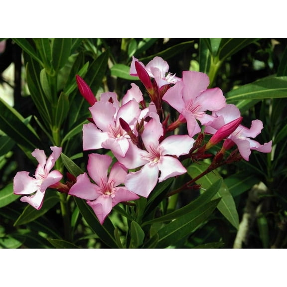 Set 2 Pink Oleander Plants 4-7" Tall for Planting, Nerium Oleander, Ornamental Evergreen Shrub, Fragrant Flowers Plant
