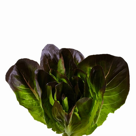 edn SmallGarden Baby Red Romaine SeedPods - 10 Pack