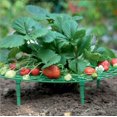 thumbnail image 3 of Paquete de soportes de fresa para jardín, soporte de planta de fresa, soporte de fresa, bastidores de fresa, marco de cultivo XianweiShao 9024715148162, 3 of 5