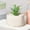 White, variant on Plastic Flower Pot | Modern Minimalist Planter for Small Plants Succulents | Durable Wear-Resistant | Compact 4.5in x 2.8in | Tabletop Decor | White | 1 Piece