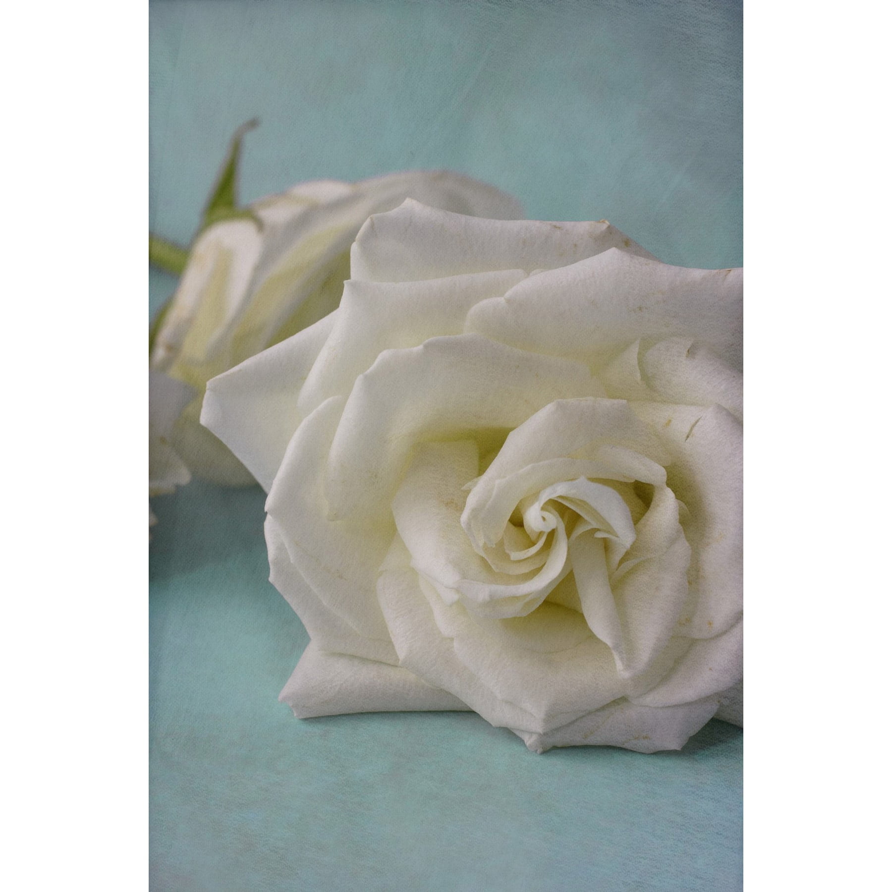 "The Original White Rose" Painting Print on Wrapped Canvas