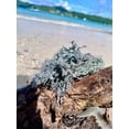 thumbnail image 3 of SeaMoss Boss Canouan | Dried 3oz green sea moss | ocean harvested & sun-dried in the remote Grenadine Islands |  Makes 60oz sea moss gel, 3 of 5
