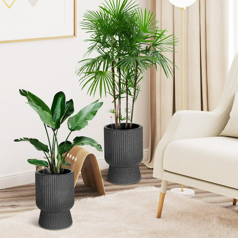 dracaena marginata colourama Dragon Tree 'Colorama' – Vandermeer Nursery Ltd