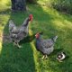 thumbnail image 3 of 3 piezas ACRYLIC Hen Chick Yard Arts Arts Decorativo en forma de pollo Partido de la césped estacas de césped, 3 of 5