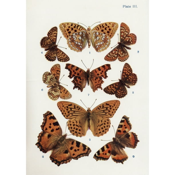Photos Of Different Types Of Moths