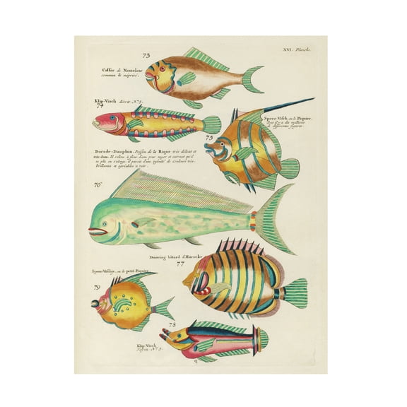 Trademark Fine Art Louis Renard  Renard Tropical Fish II Canvas Wall Art