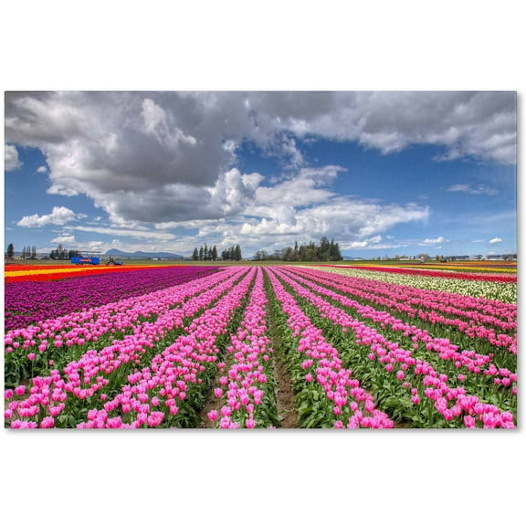 Trademark Fine Art "Tulip Field" Canvas Art by Pierre Leclerc