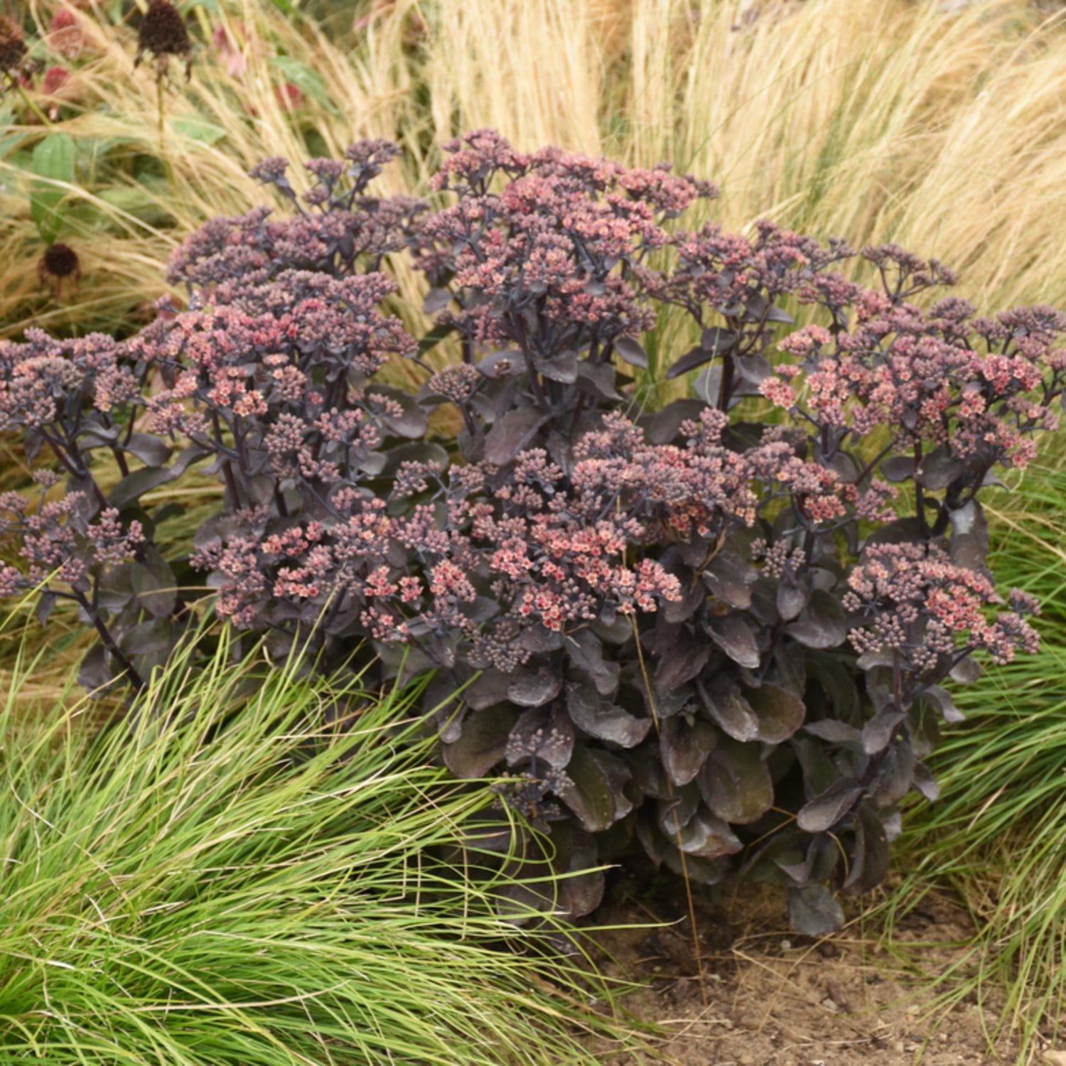 Proven Winners 6" Red Rock 'N Grow 'Back in Black' Stonecrop Live Plant in 6.5" Pot