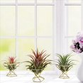thumbnail image 3 of 12 Piezas Soporte GeoméTrico para Plantas de Aire, Estantes para Plantas de Metal, Estantes para Macetas, DecoracióN Himmeli, Contenedores Tillandsia, 3 of 8