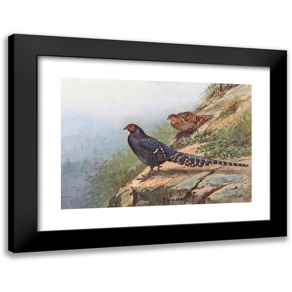 George Edward Lodge 14x11 Black Modern Framed Museum Art Print Titled - Mikado Pheasant (1918-1922)