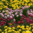 thumbnail image 3 of 500+ Chrysanthemum Flower Seeds for Planting MVR1&nbsp;- Heirloom Ground Cover Seed Landscape Lawn Plant Perennial Flower Seeds, 3 of 3