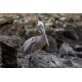 thumbnail image 2 of Jones, Adam 14x11 White Modern Wood Framed Museum Art Print Titled - Brown pelican-Espanola Island-Galapagos-Ecuador, 2 of 4