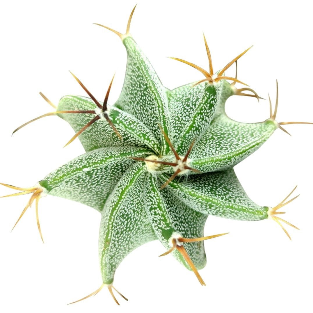 Astrophytum Ornatum Star Cactus - 2 inch - Walmart.com