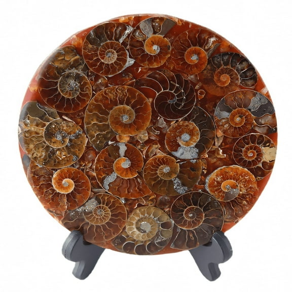 Natural Ammonite Fossil Disc With Stand Set, Feng Shui Decor Shell Slice Disc Conch Mineral Specimen Ornament for Home